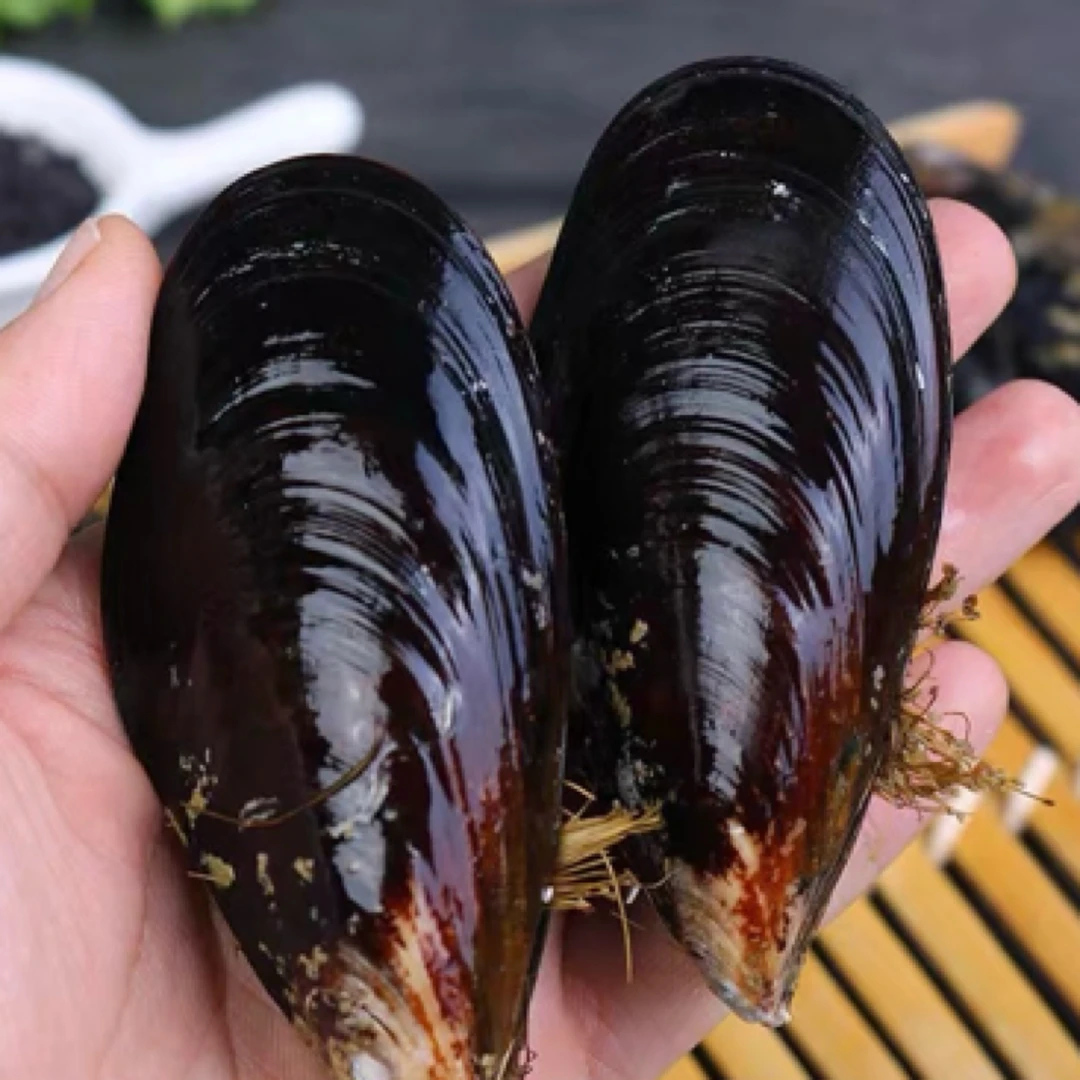 肥美海虹青口贝（一斤）