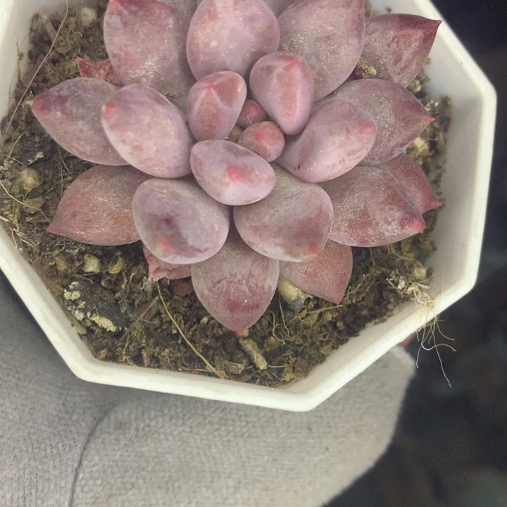 车厘子 （不满9.99发空盆冷地区不拍保温扣3.9多肉）