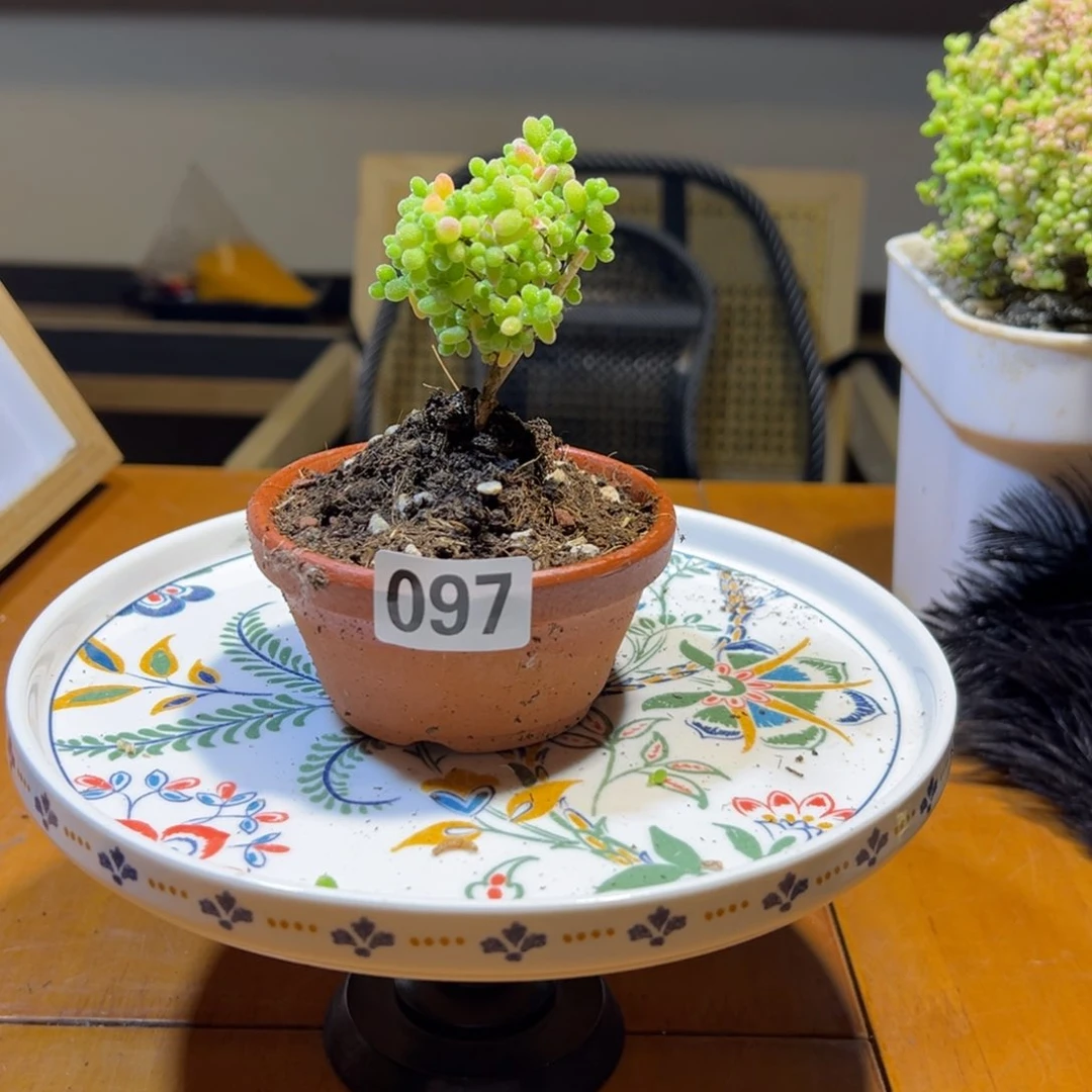 枝干番杏多肉植物097