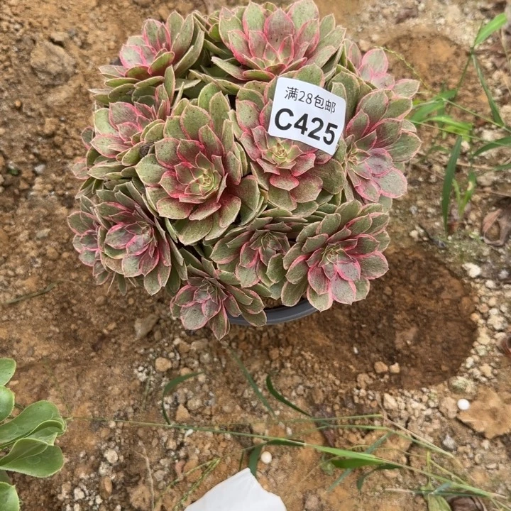 425 多肉植物不包断枝