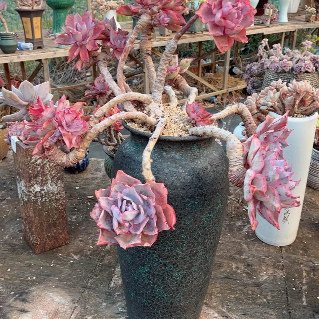 精品多肉整桩无砍