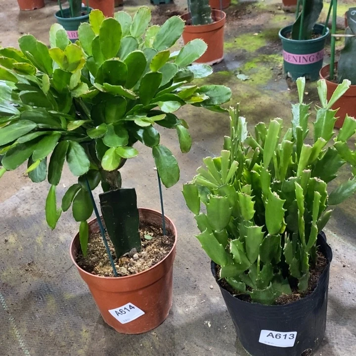 当前无花栽培后可以开花613.614