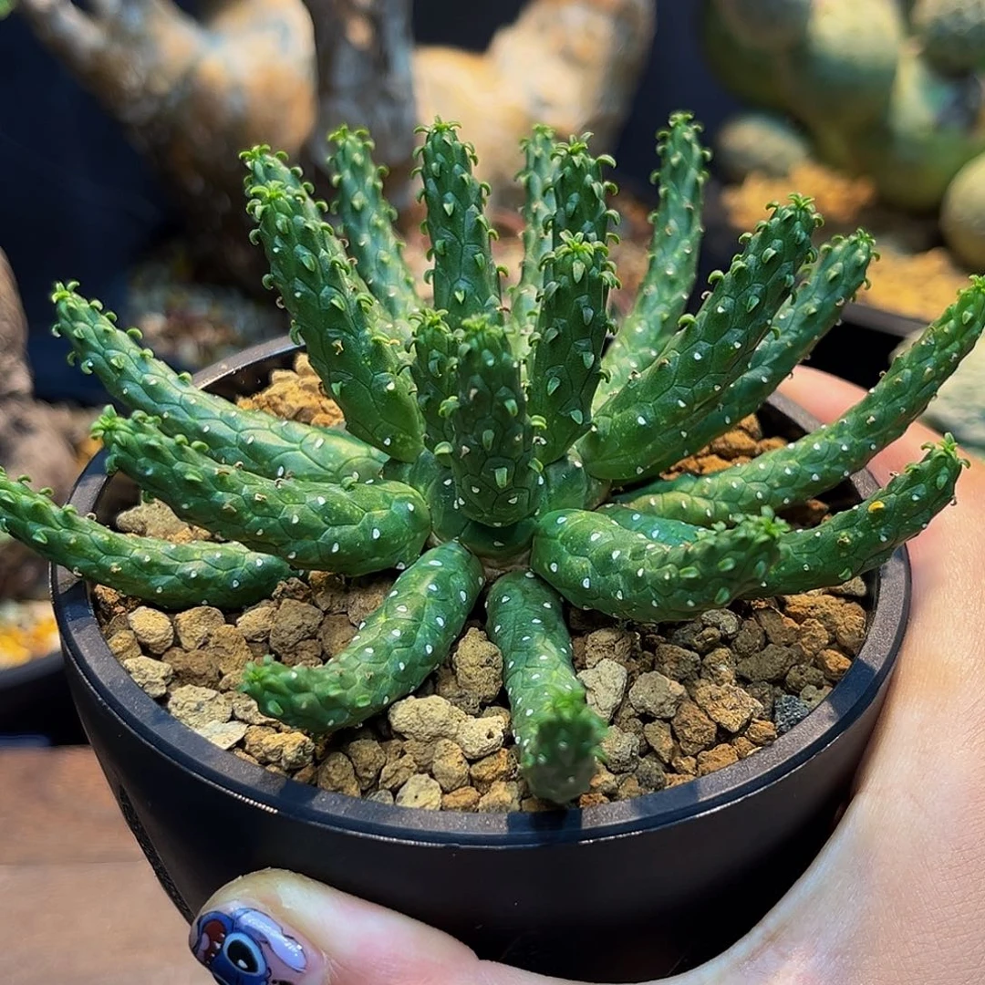 九龙大戟Aaaaaaaaaaaaaaa