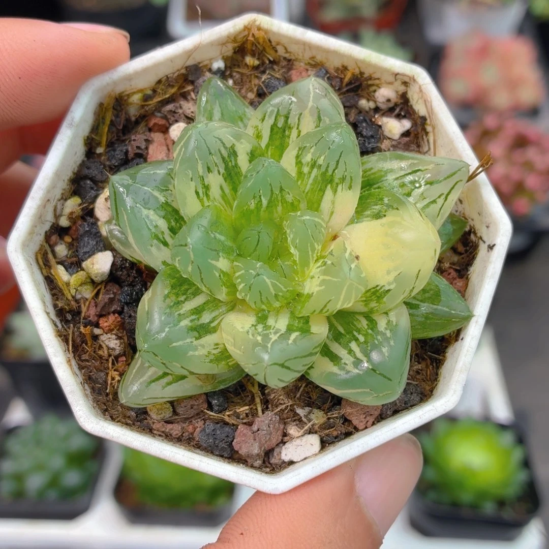 花火玉露锦多肉9.9包邮发货