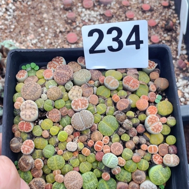 234彩混带盆lllllll