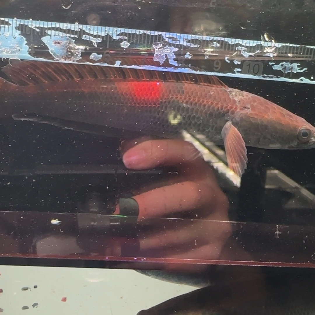 雷龙鱼庞卡兰布翁红帝王一条