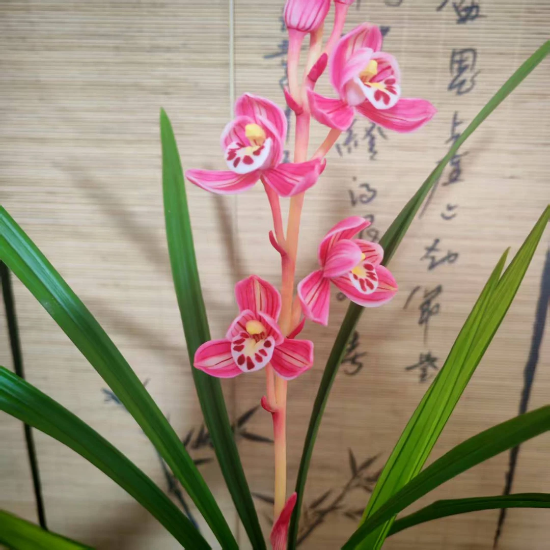 (带花苞)铭品建兰 金枝玉叶 新手好养活室内阳台兰花盆栽基地直发