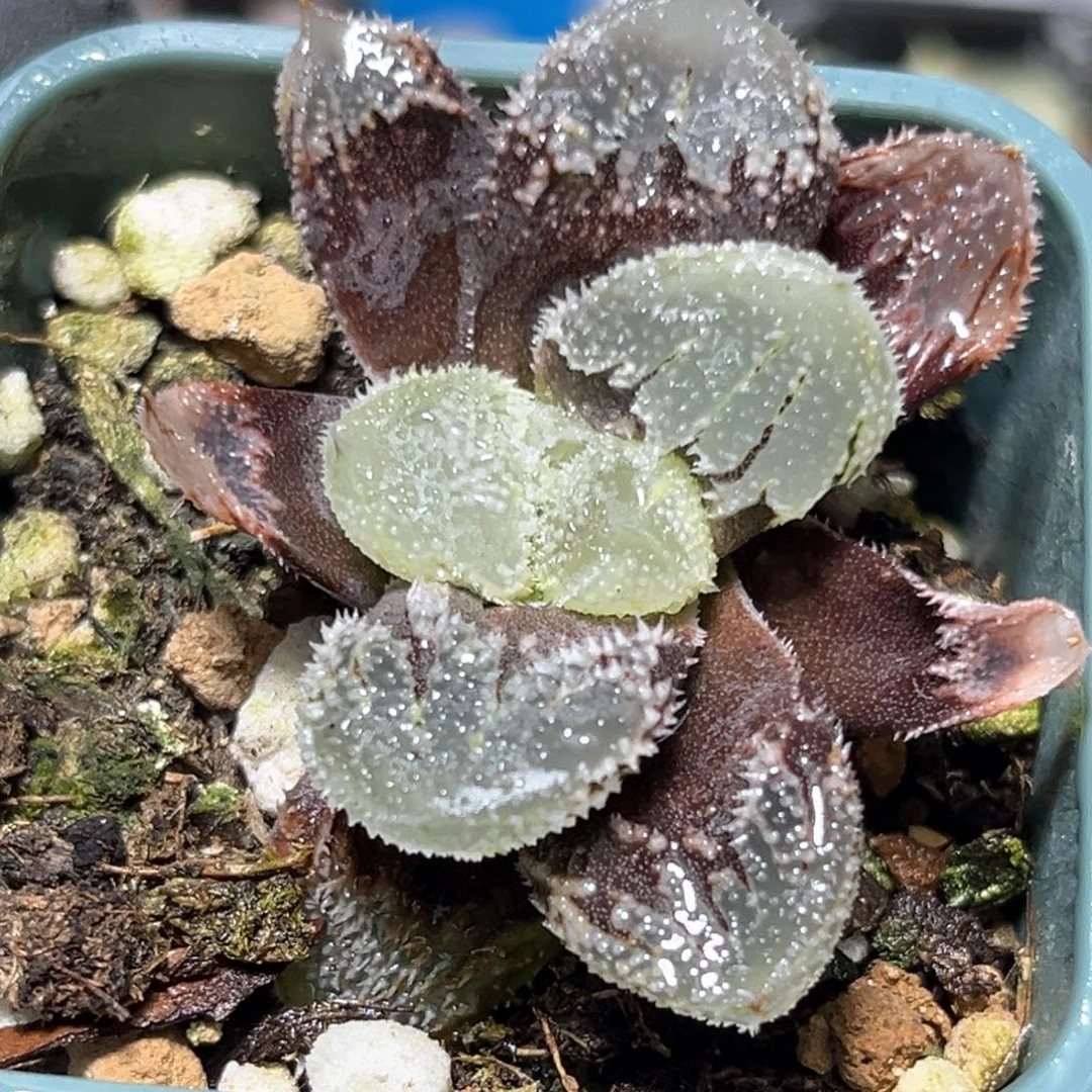 恭喜发财大吉大利3513