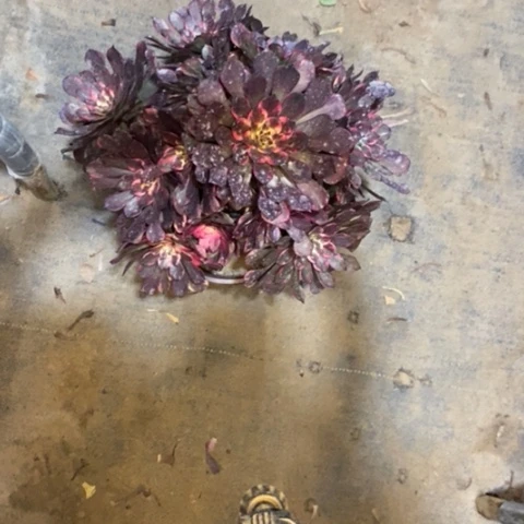 烟花35多肉植物法师