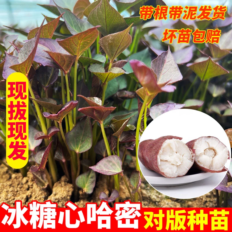 哈密薯红薯苗秧地瓜苗种冰糖心白薯地瓜山芋种植种子栽种苗叶苗秧