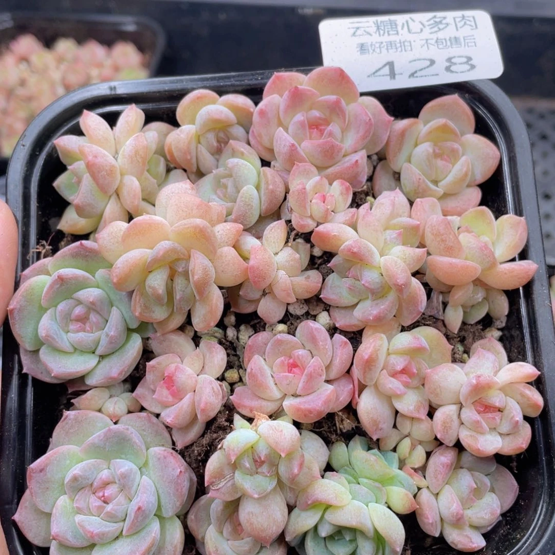 云糖心多肉植物428