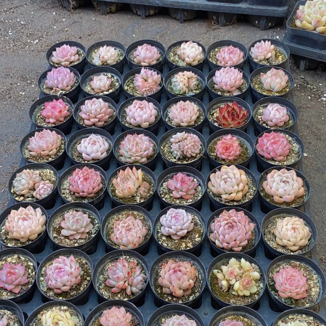 338的人都是这样吗。