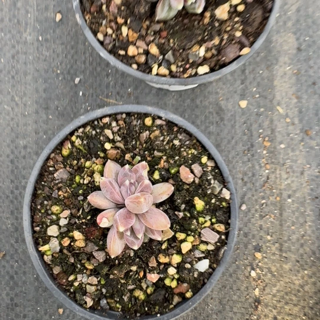 小***草啊啊啊啊啊啊啊啊啊啊