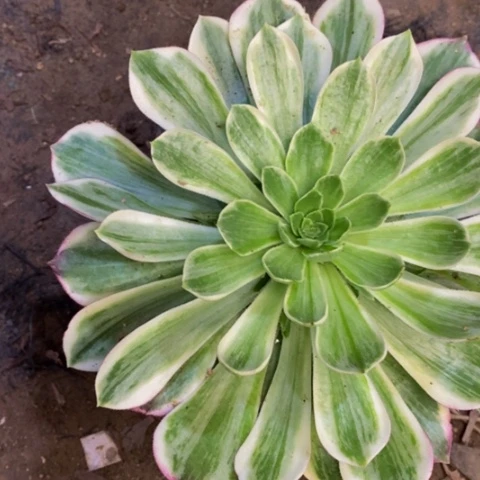 海王量拍多肉植物