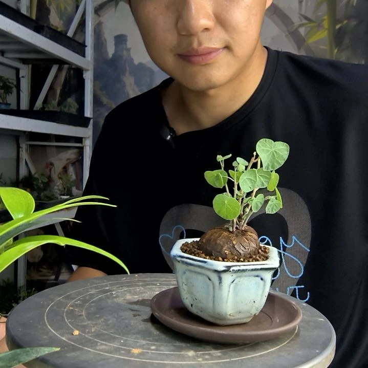 豆*周中青园艺一物一拍74