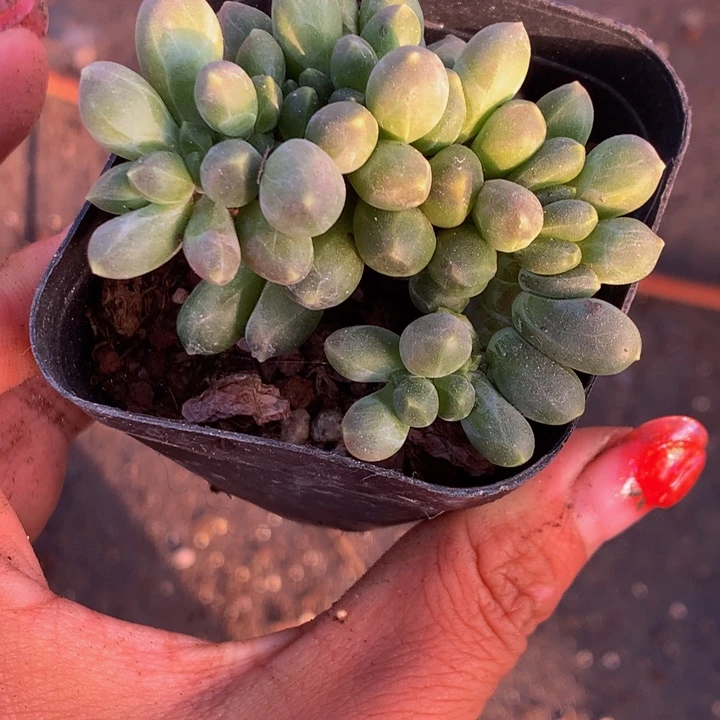 千代田缀  （满9.99包邮不满9.99发叶子）