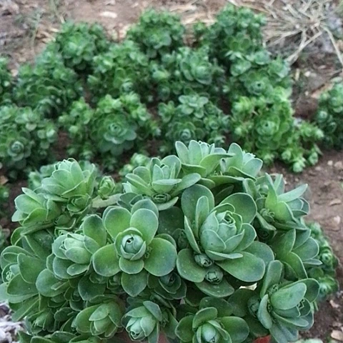 山地玫瑰二棵多肉