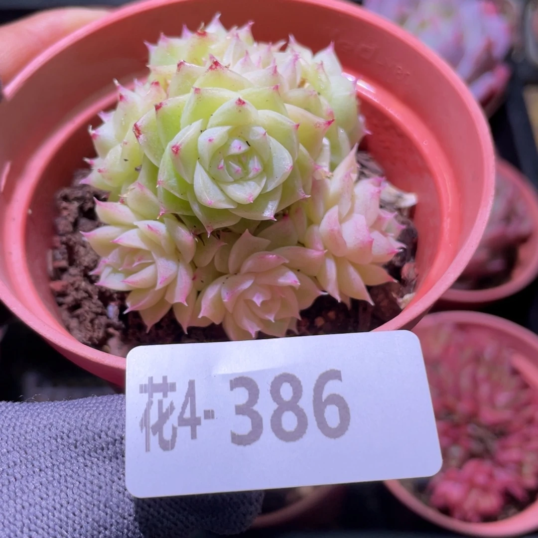 花利美4-386麦秆群