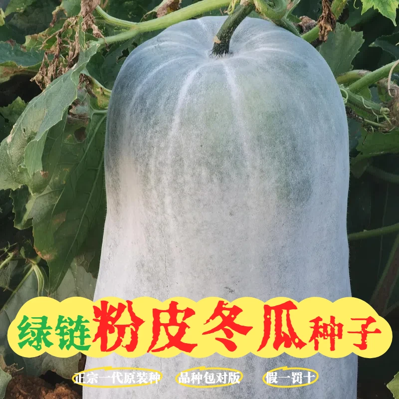 【粉皮大冬瓜种子】易种特大四季种植高产阳台小院地栽盆栽种籽