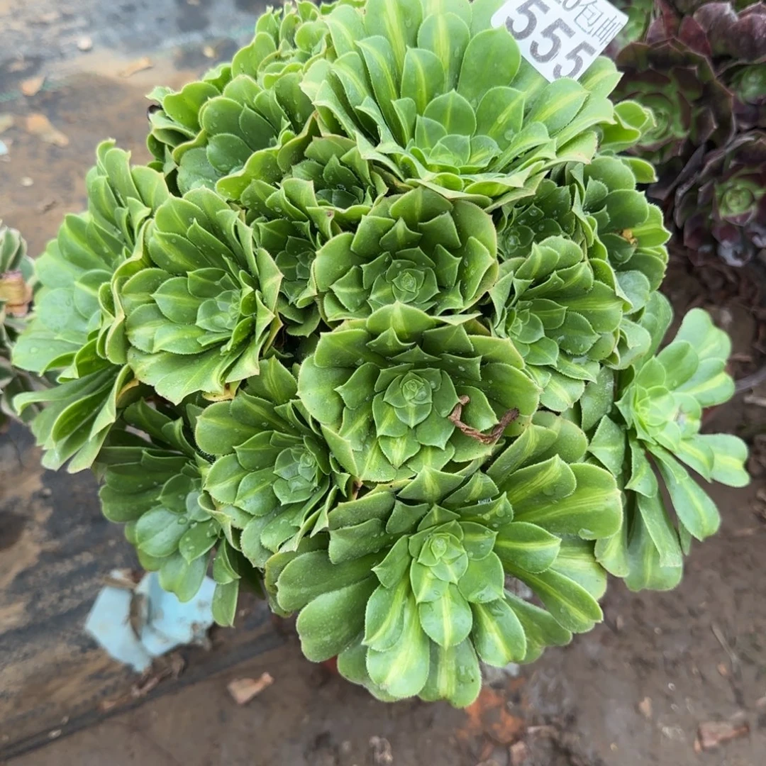 翡翠琉璃555满20包邮断枝不包