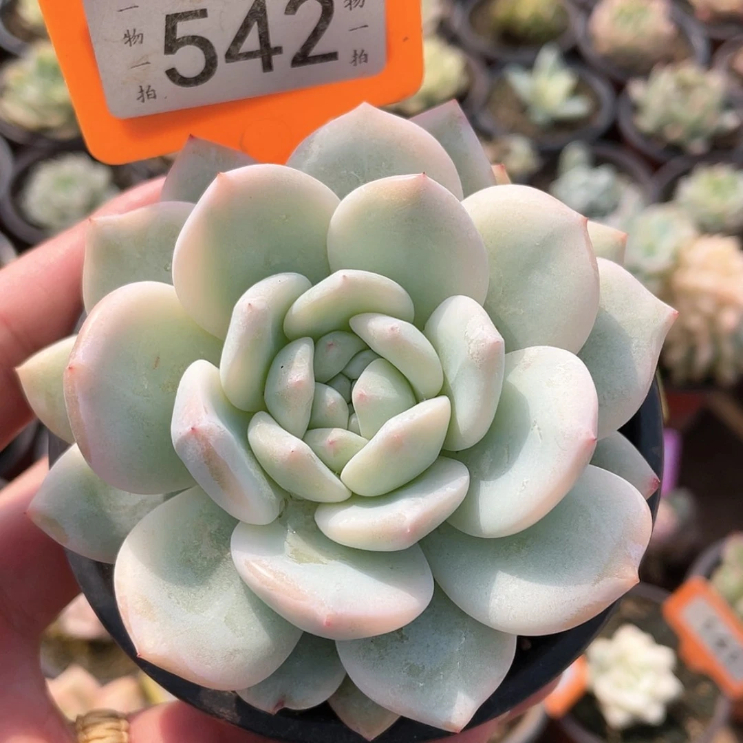 【闪购商品】542号