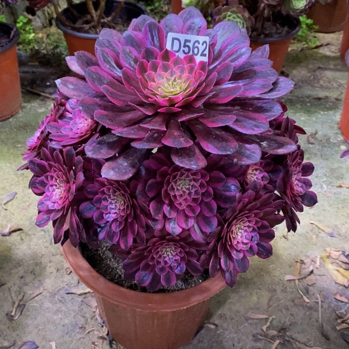 黑铜白多肉植物562