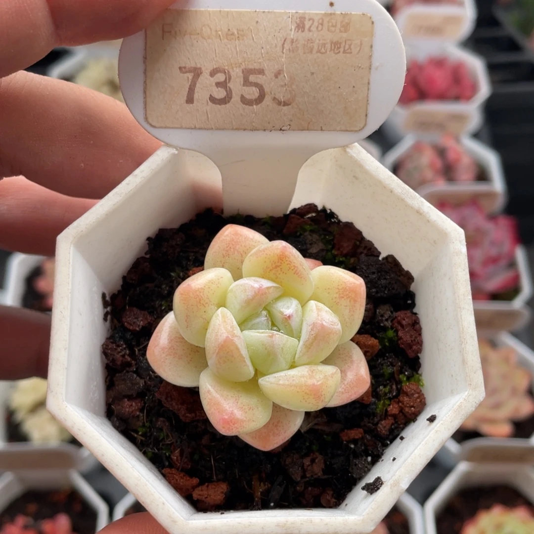 奶油冰玉7353-4厘米