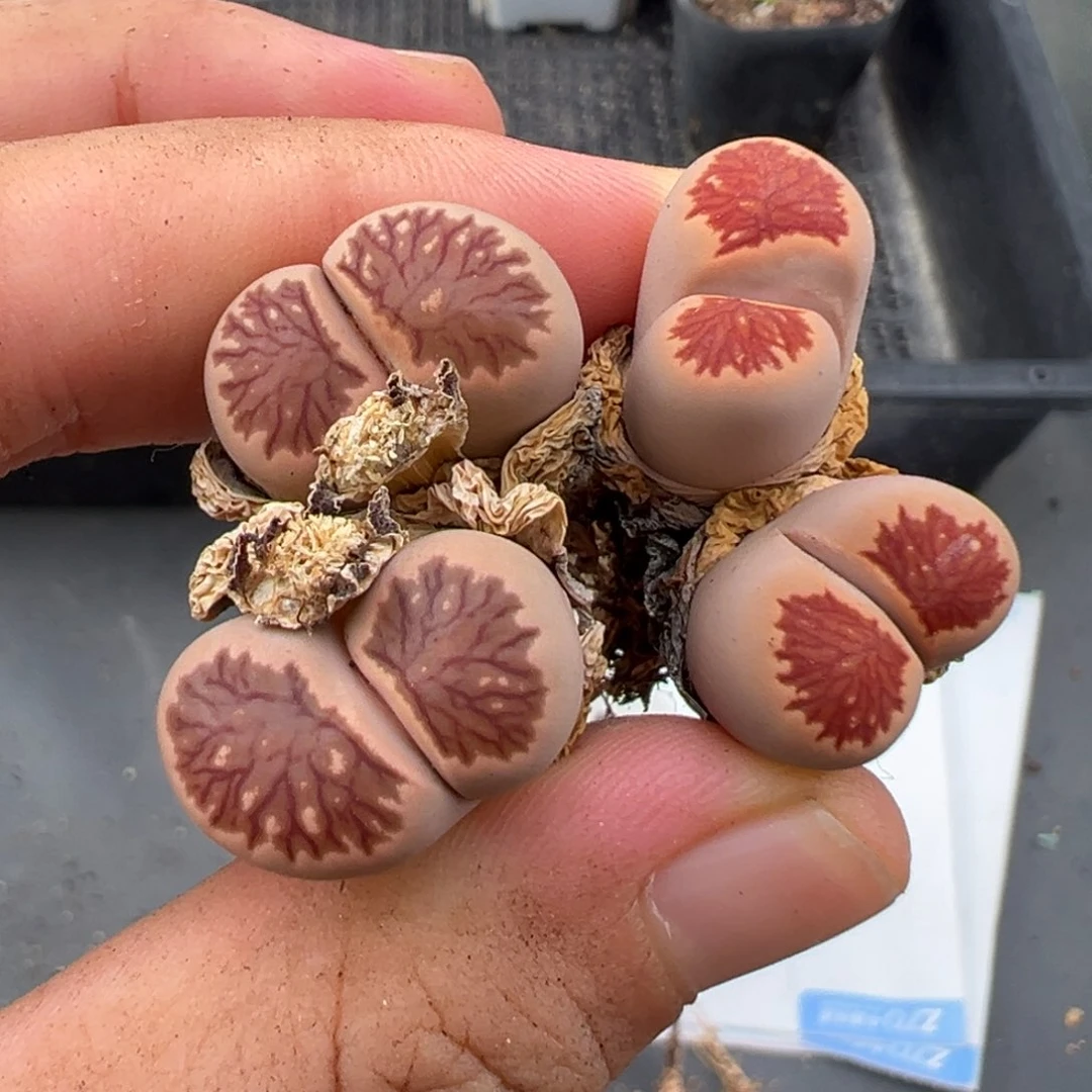 用***97.2好看的多肉脱土发货554