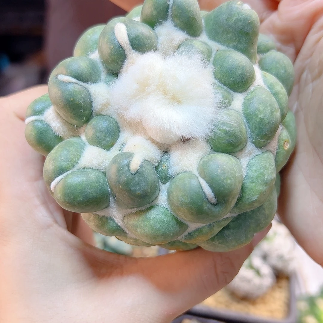 根芽无刺象牙8公分小瑕疵