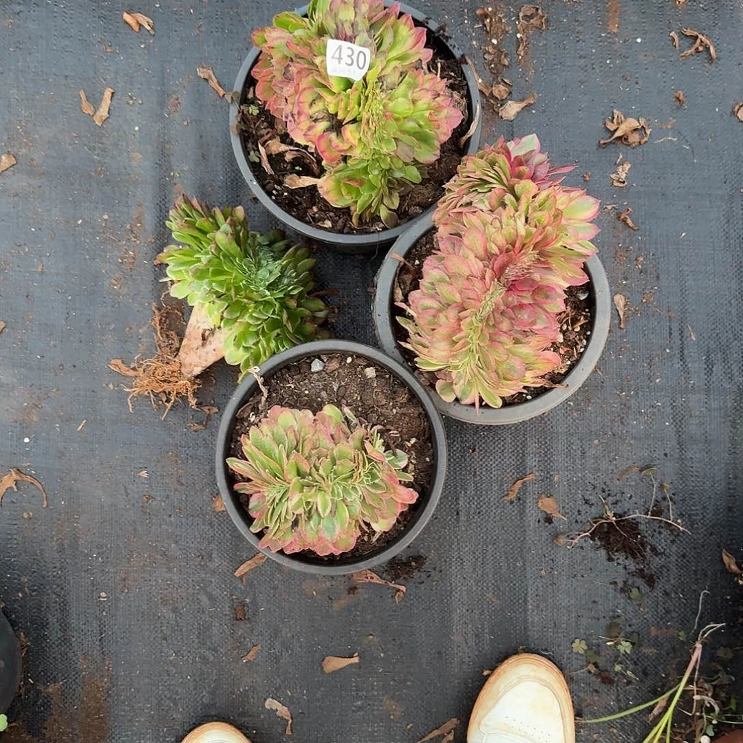 430缀化4个不同品种