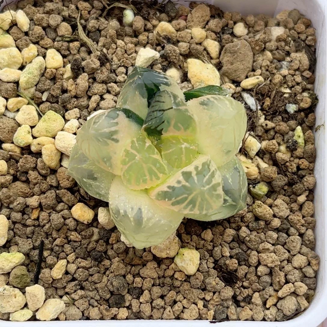 17糊斑趋势OM玉露锦福利专场