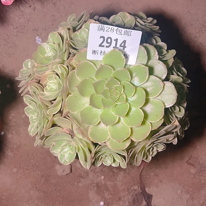 2914莲花座多肉植物
