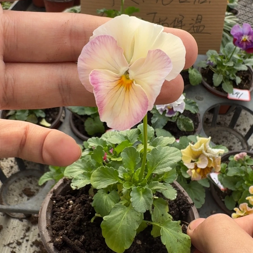 大部分花苞少量开放323
