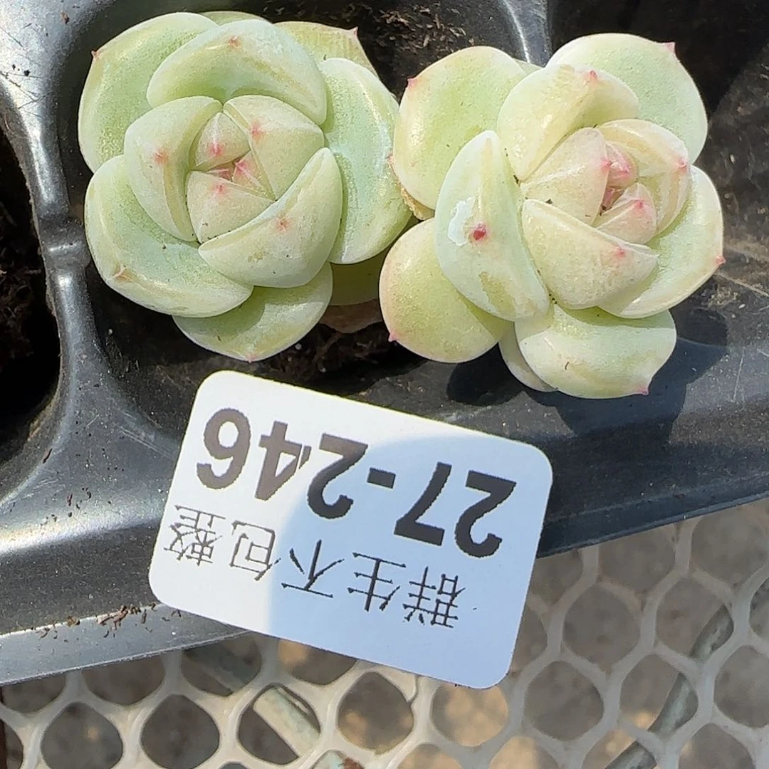 小卡拉米糖心一物一拍27-246