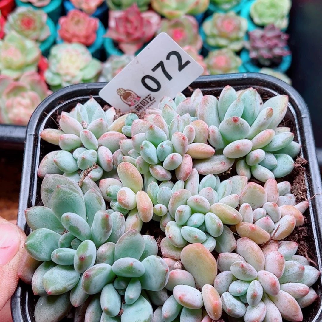 多肉植物多肉植物