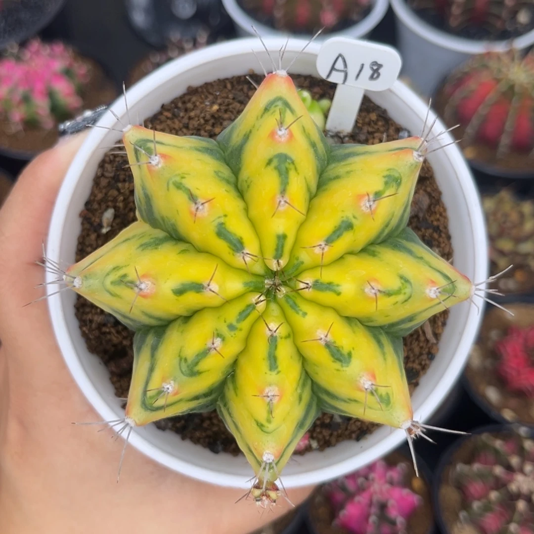 A18 泰系黄锦米哈 带盆土发货8.6cm