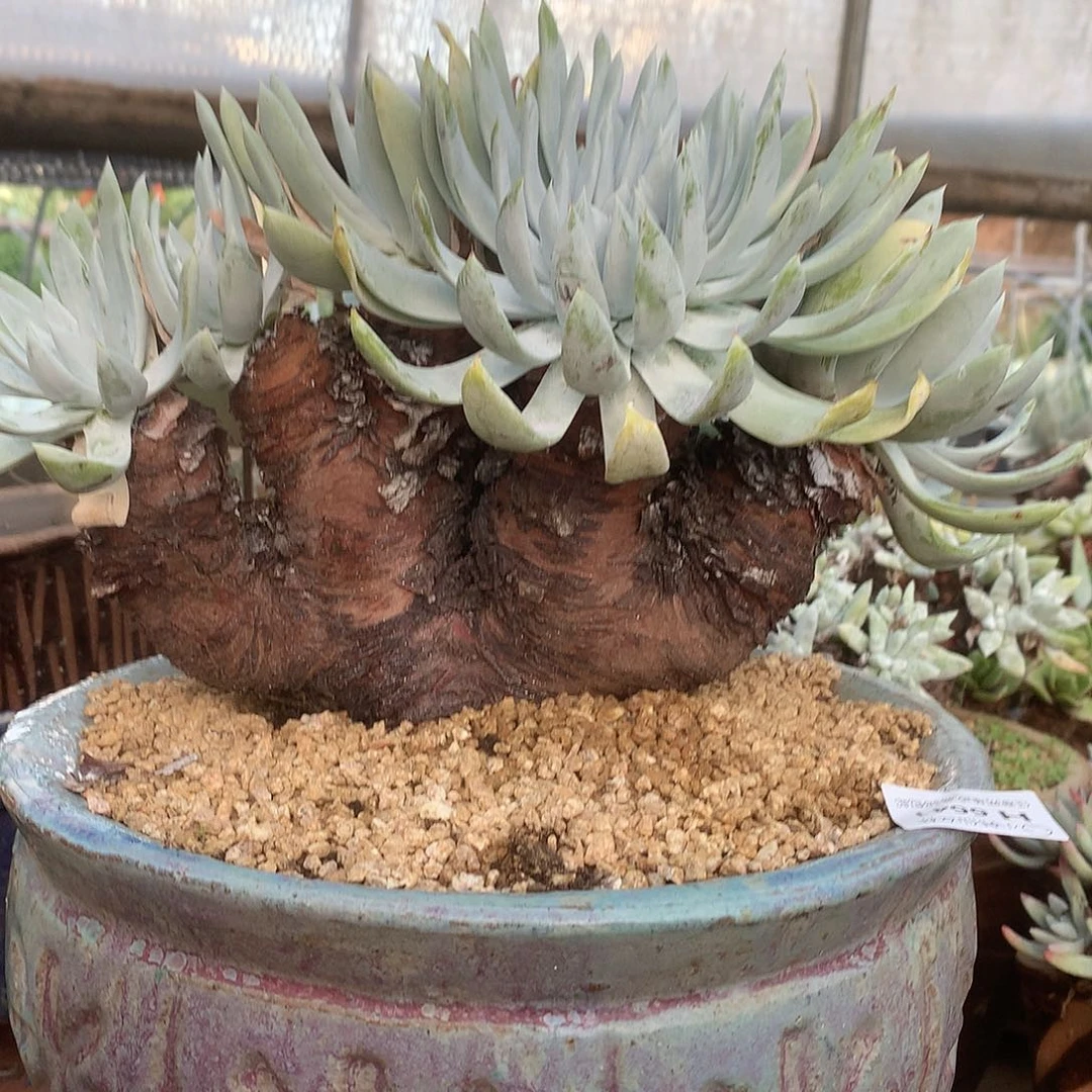 立***）6641坎蒂丝雪山仙女杯