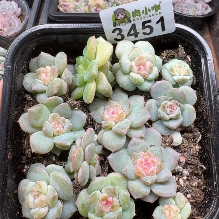 多肉植物多肉植物