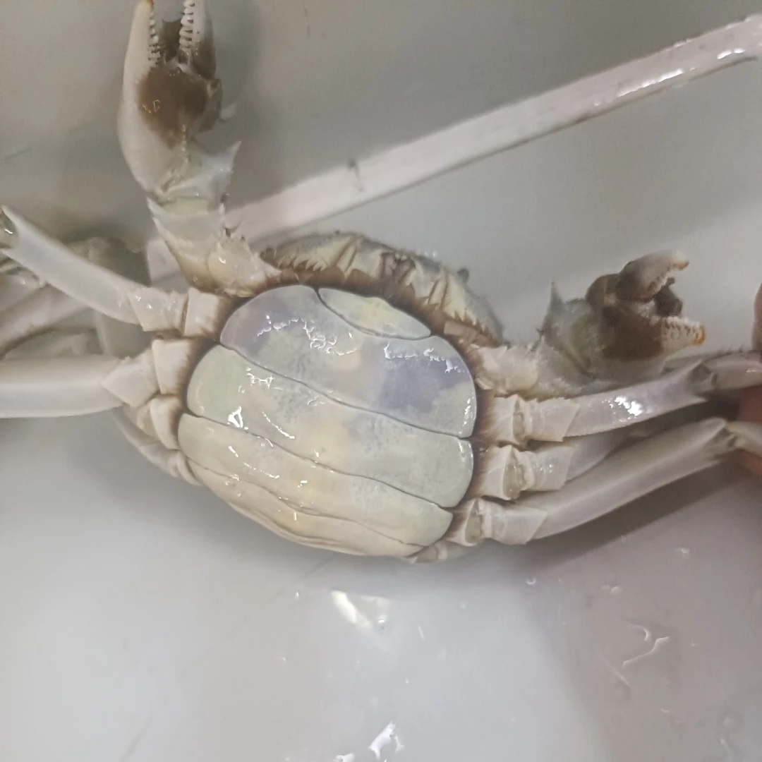 精品辽蟹2.5～3两一只（母蟹硬黄）