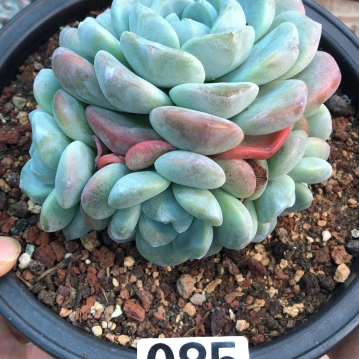 冰玉捧花福利出 085