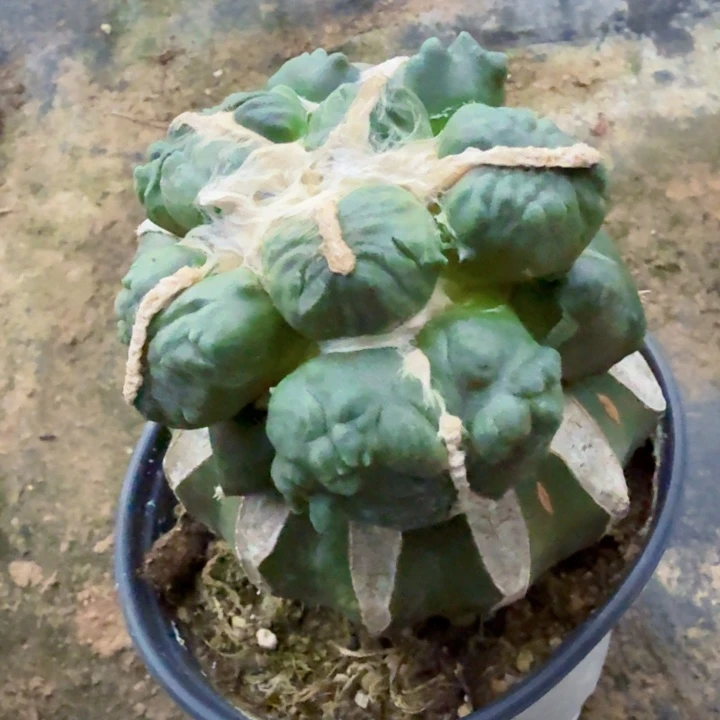 无花朵736栗源蛋蛋牡丹西一