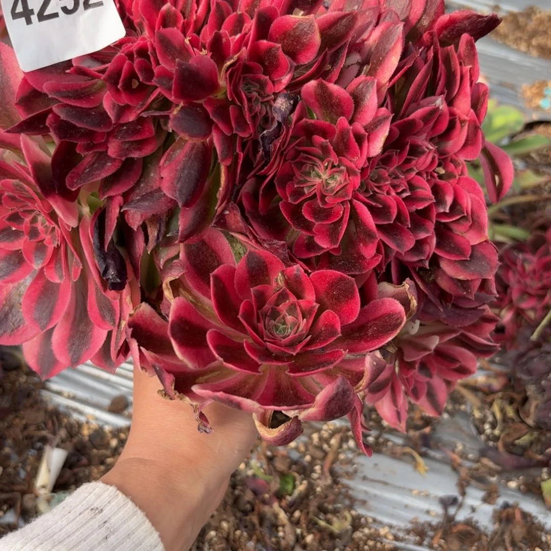 你4252 号法师多肉植物特价