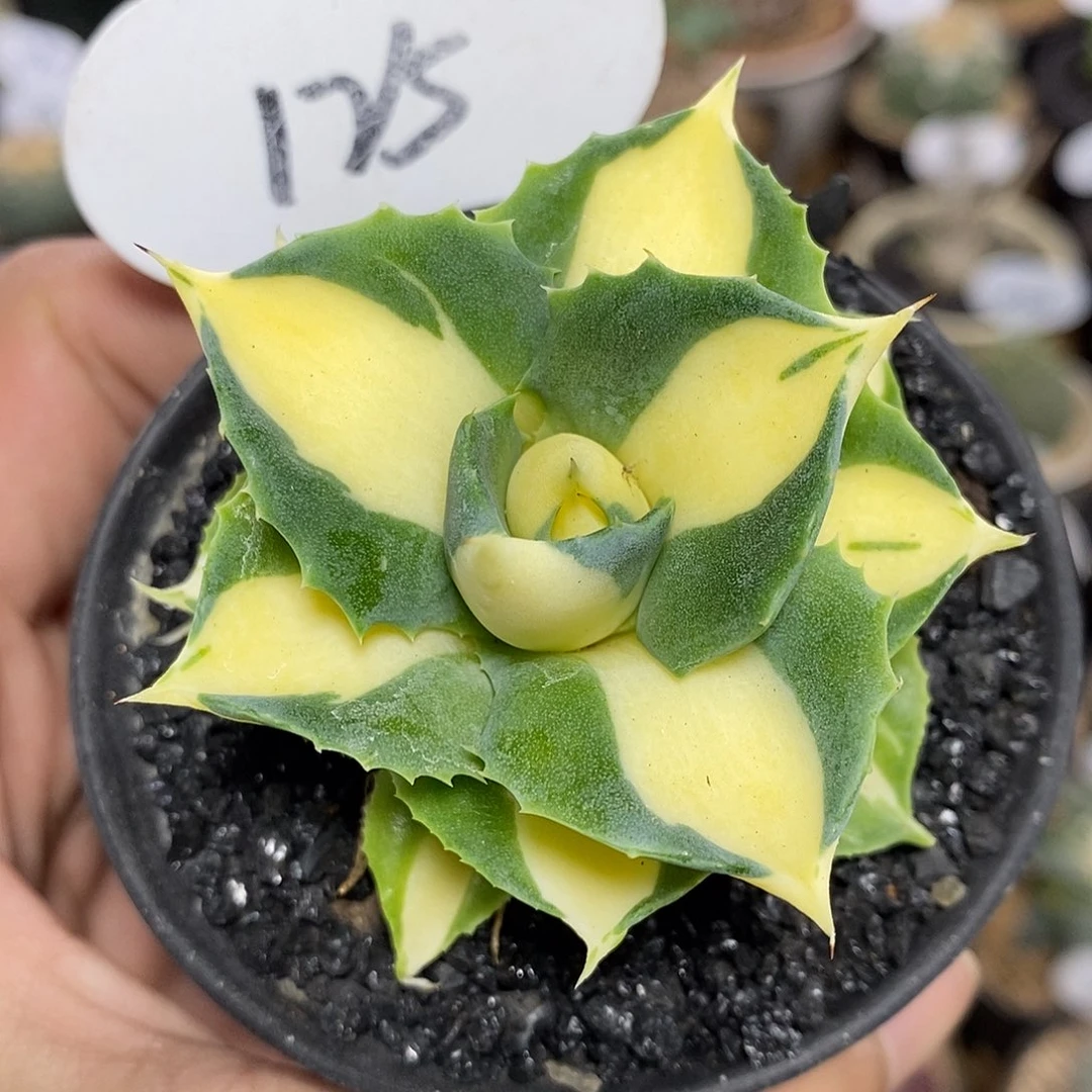 黄中斑125号 5.5cm