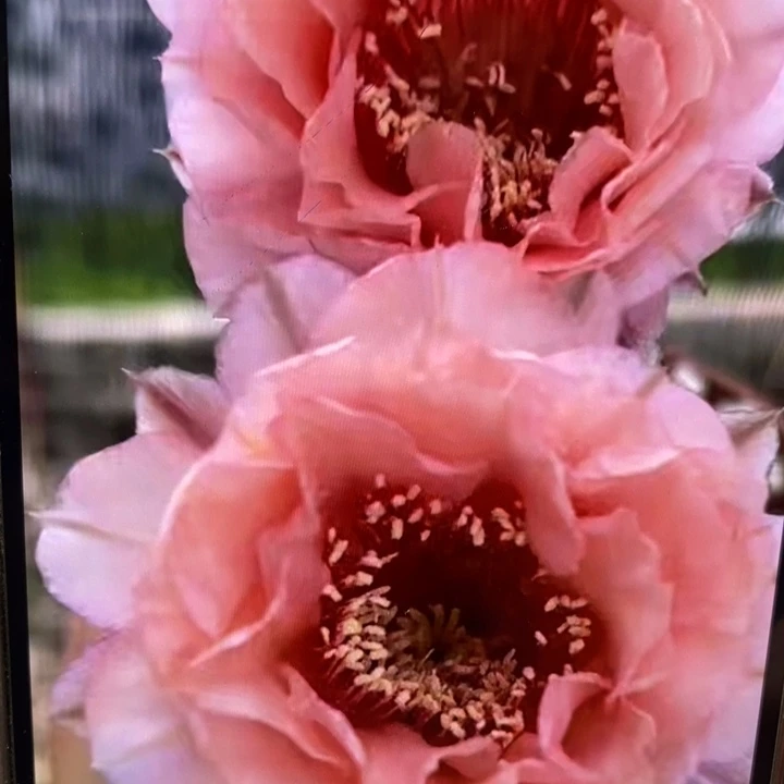 彩草2505侧芽5公分左右