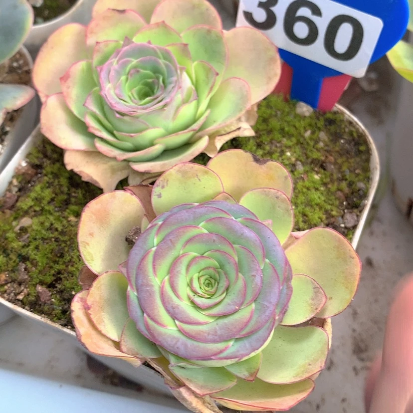 【闪购商品】yjj360两颗