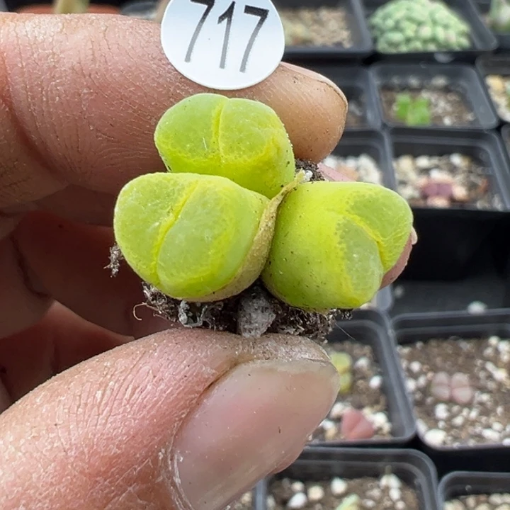 717，11111111111111111