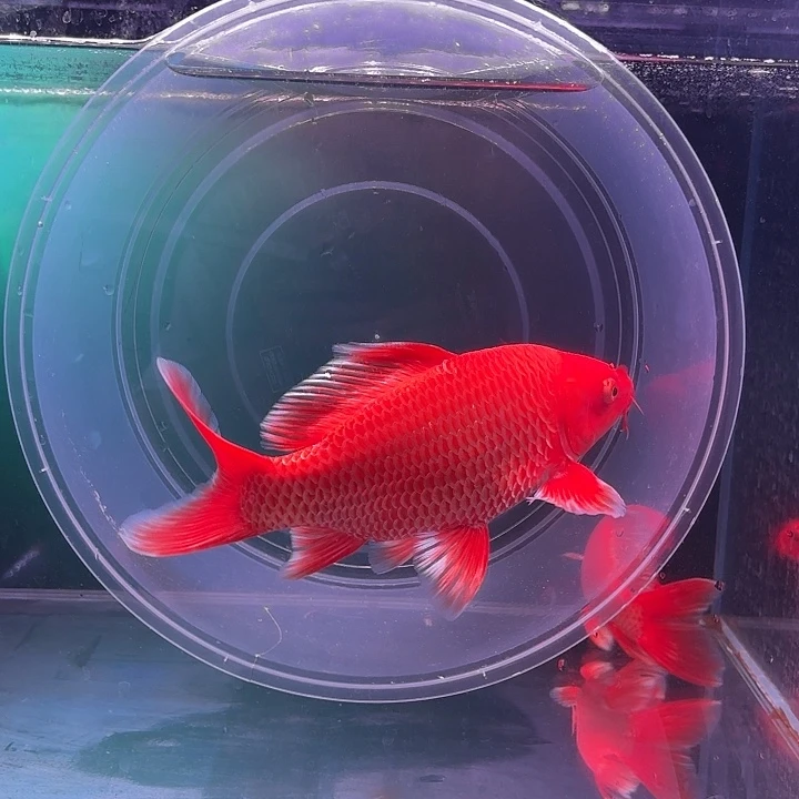 蝴蝶鲤鱼23号蝴蝶鲤