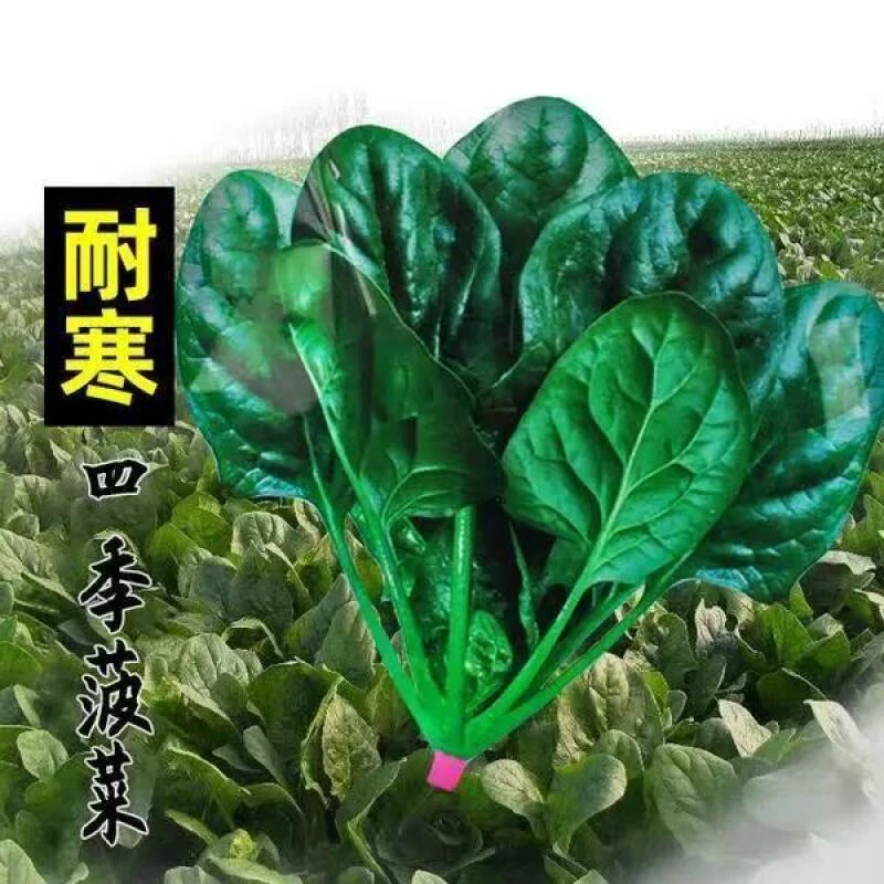 【全店任意满5包包邮】四季圆叶菠菜种子蔬菜