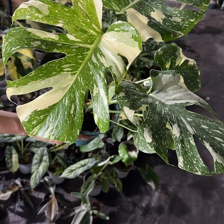 月***吟洒金龟背竹绿植好看