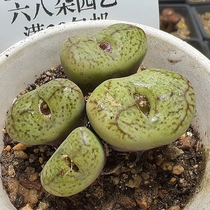 739号特价吕毛杂多肉植物